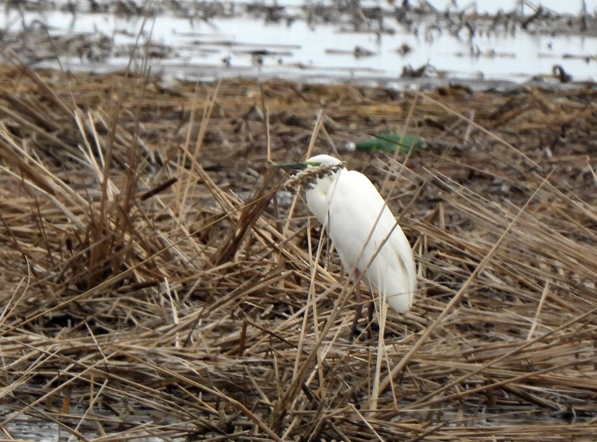 Great Egret - ML643871057