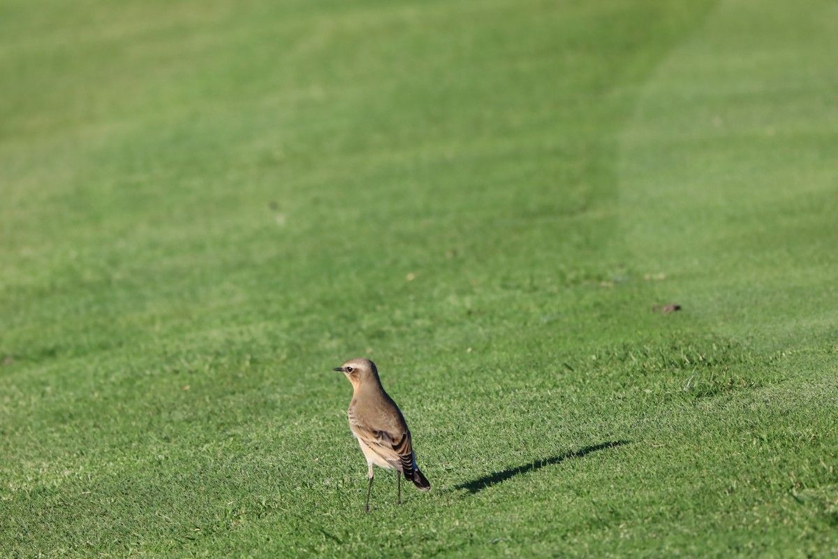 Northern Wheatear - ML643871060