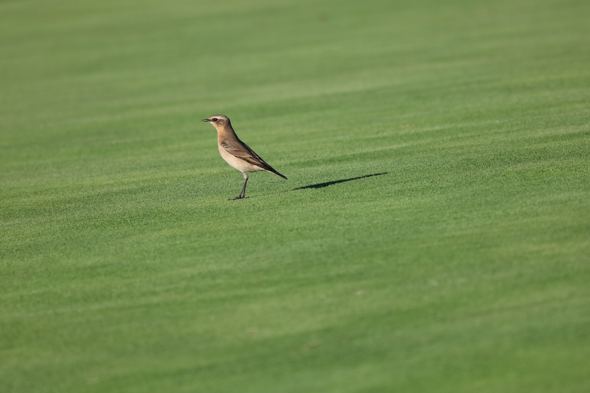 Northern Wheatear - ML643871061