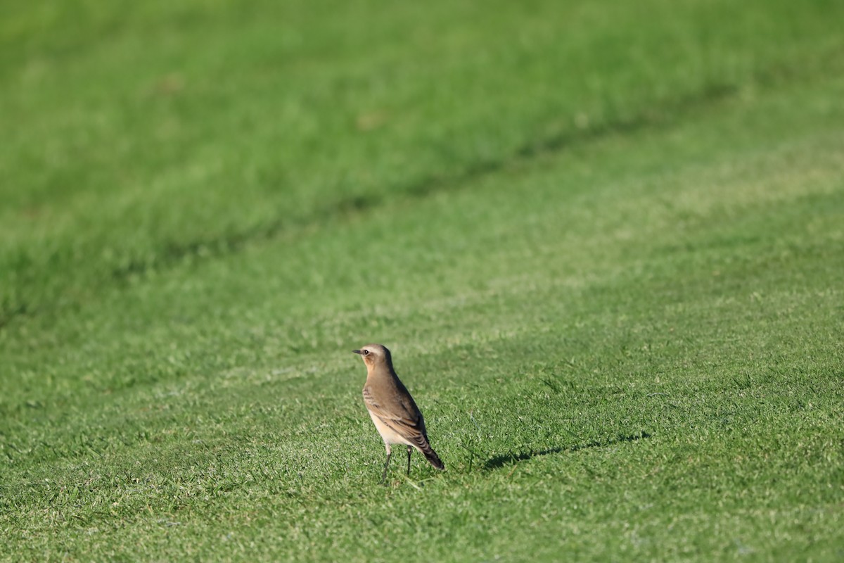 Northern Wheatear - ML643871062