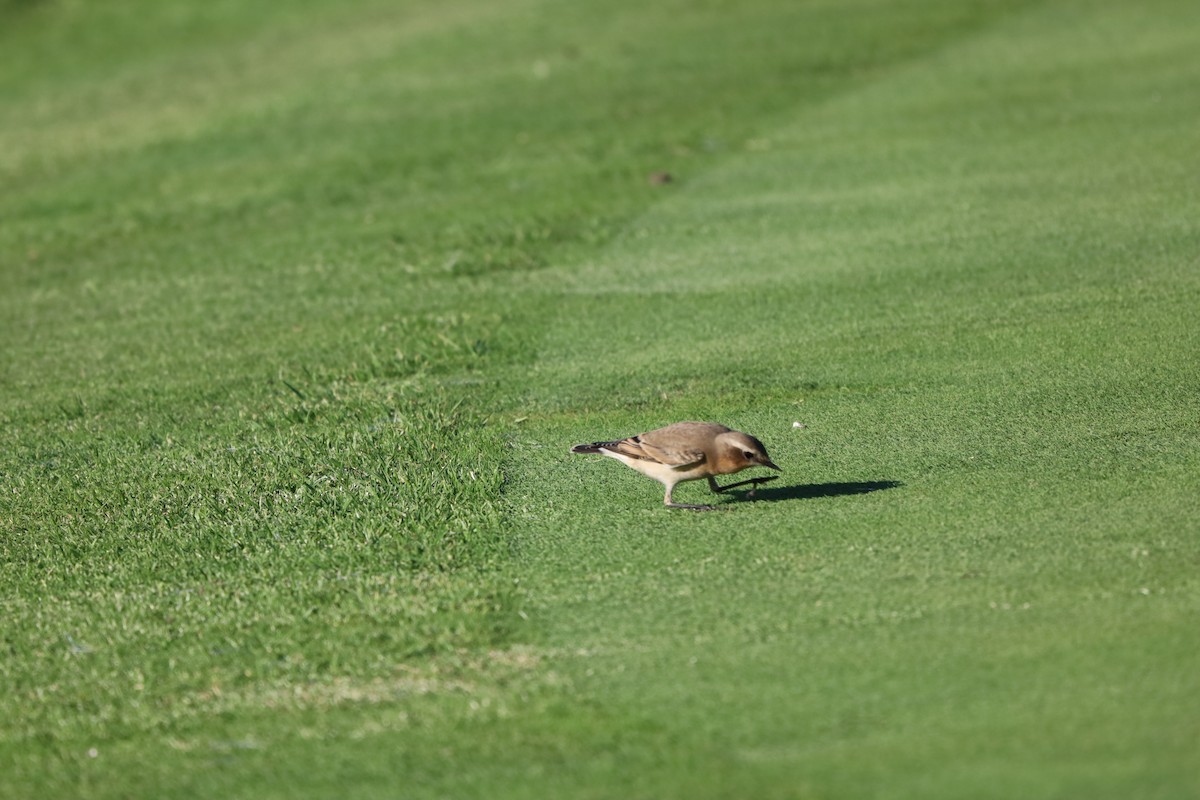 Northern Wheatear - ML643871063