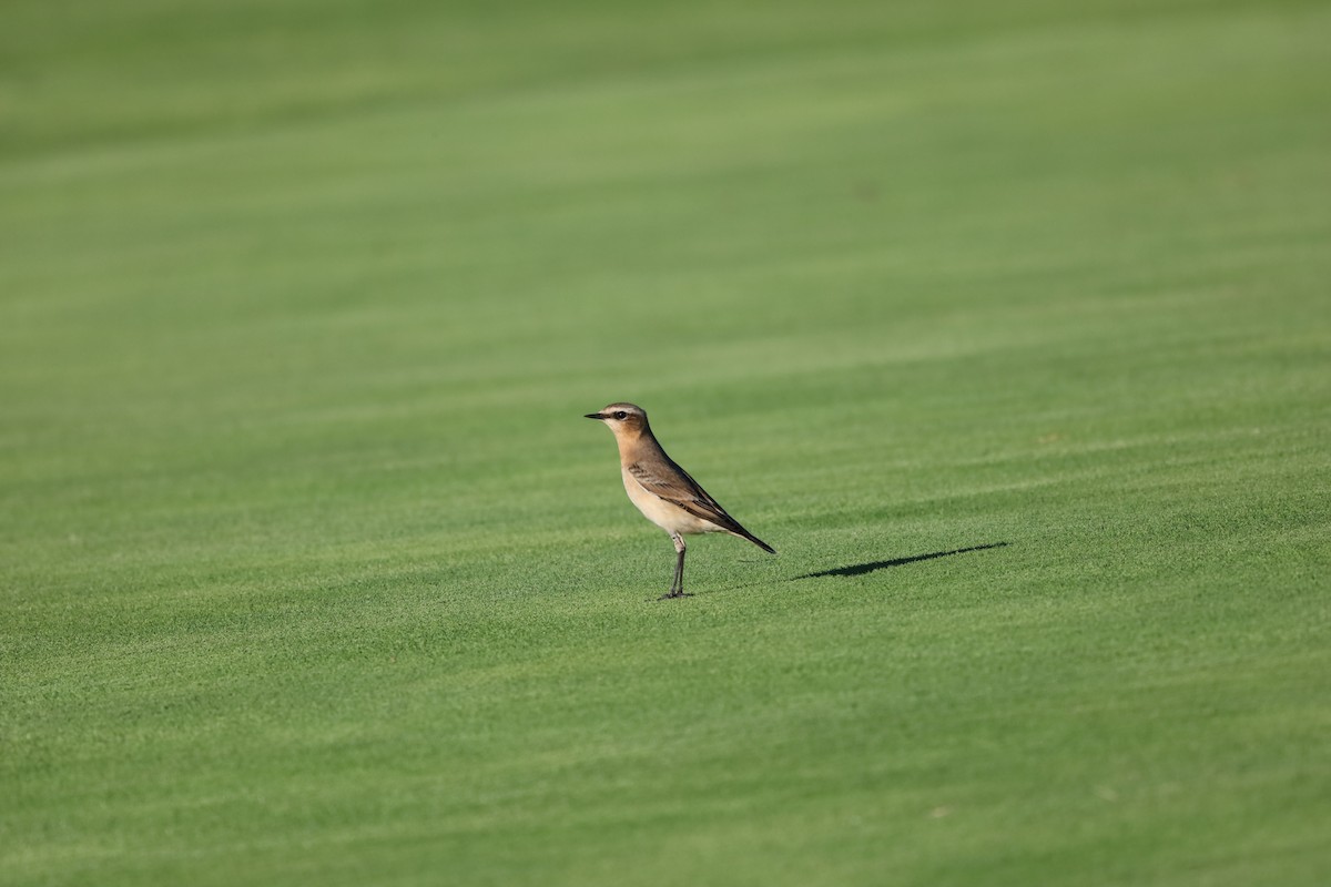 Northern Wheatear - ML643871064