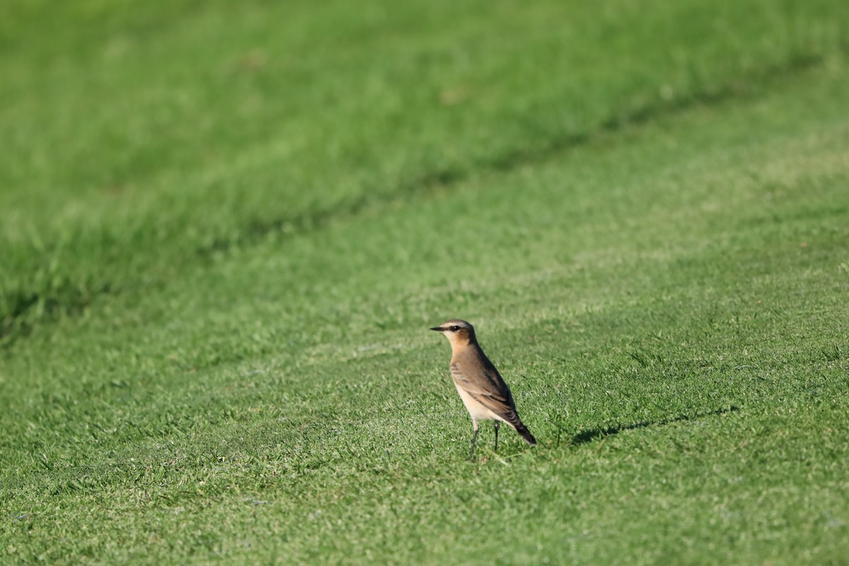 Northern Wheatear - ML643871065