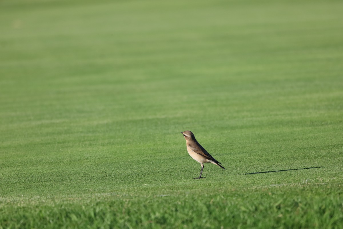 Northern Wheatear - ML643871066
