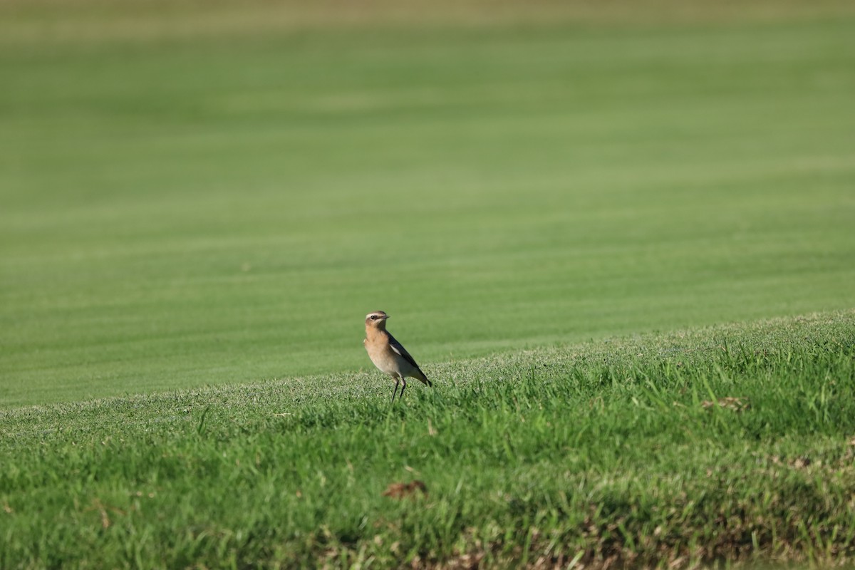 Northern Wheatear - ML643871067
