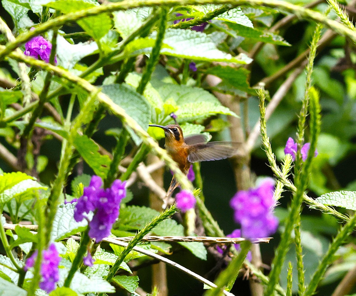 Stripe-throated Hermit - ML643871077