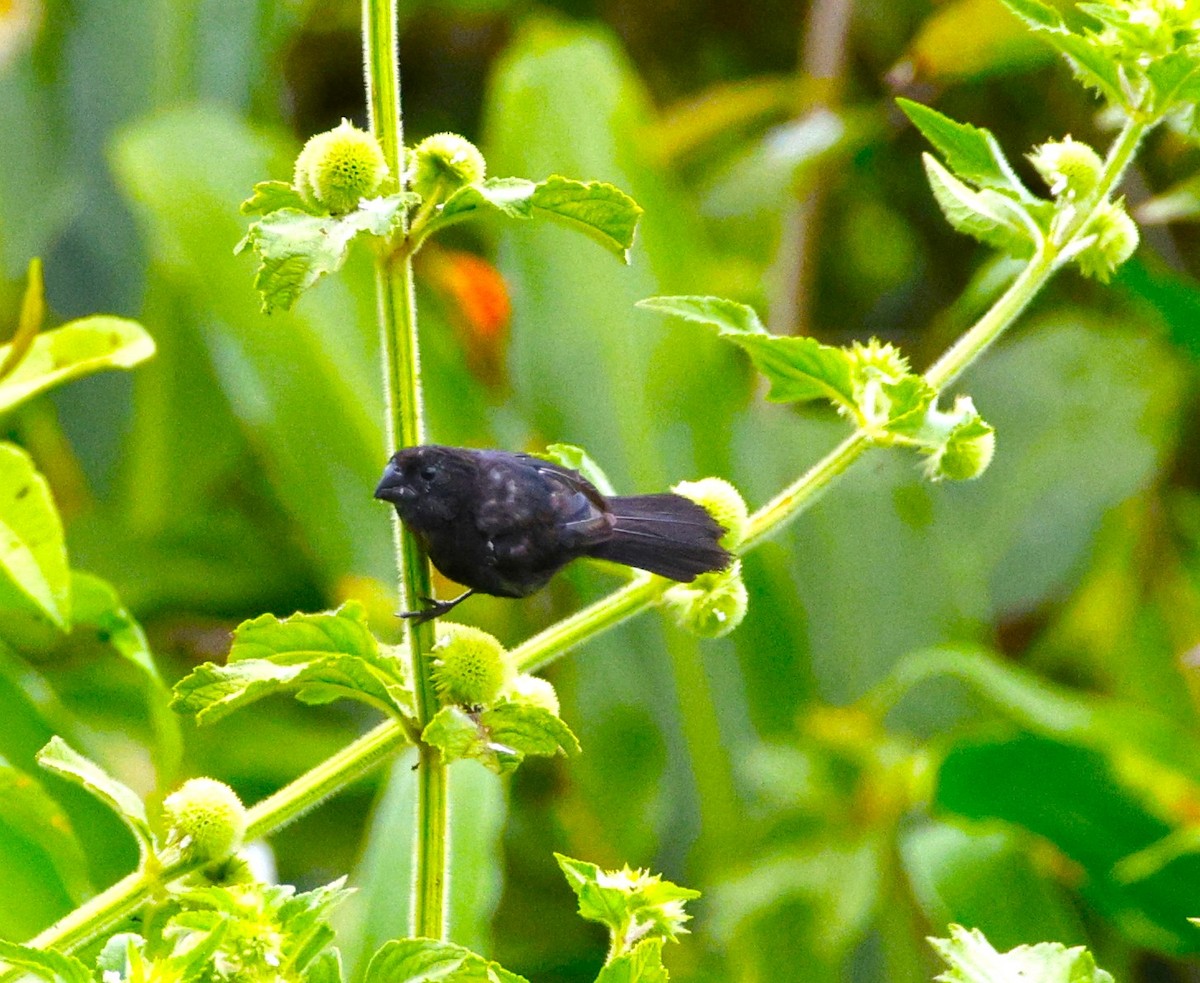 Thick-billed Seed-Finch - ML643871099