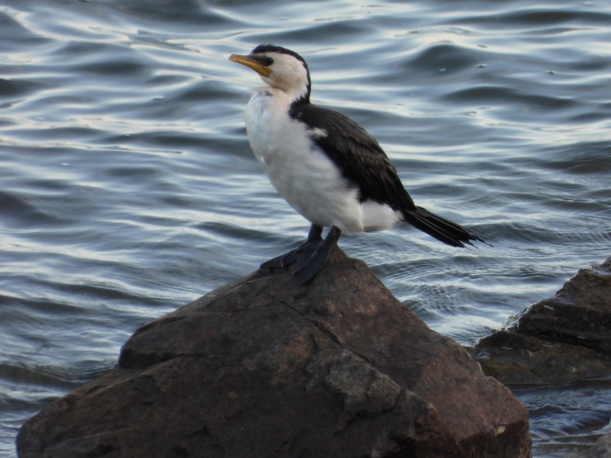 Little Pied Cormorant - ML643871100