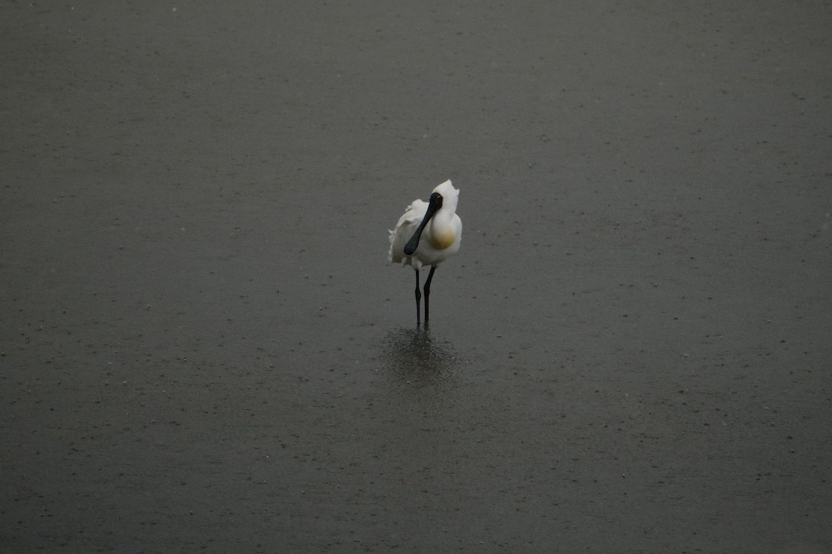 Royal Spoonbill - ML643871111