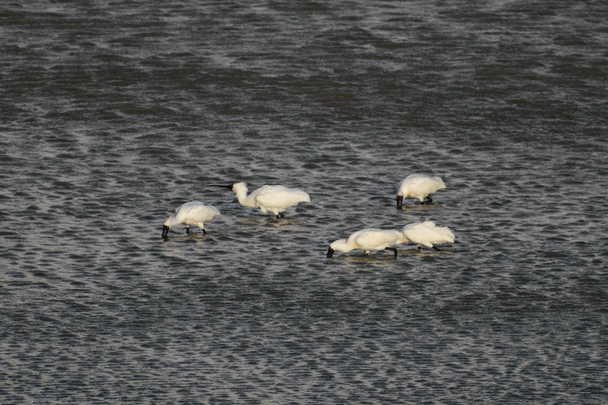 Royal Spoonbill - ML643871112