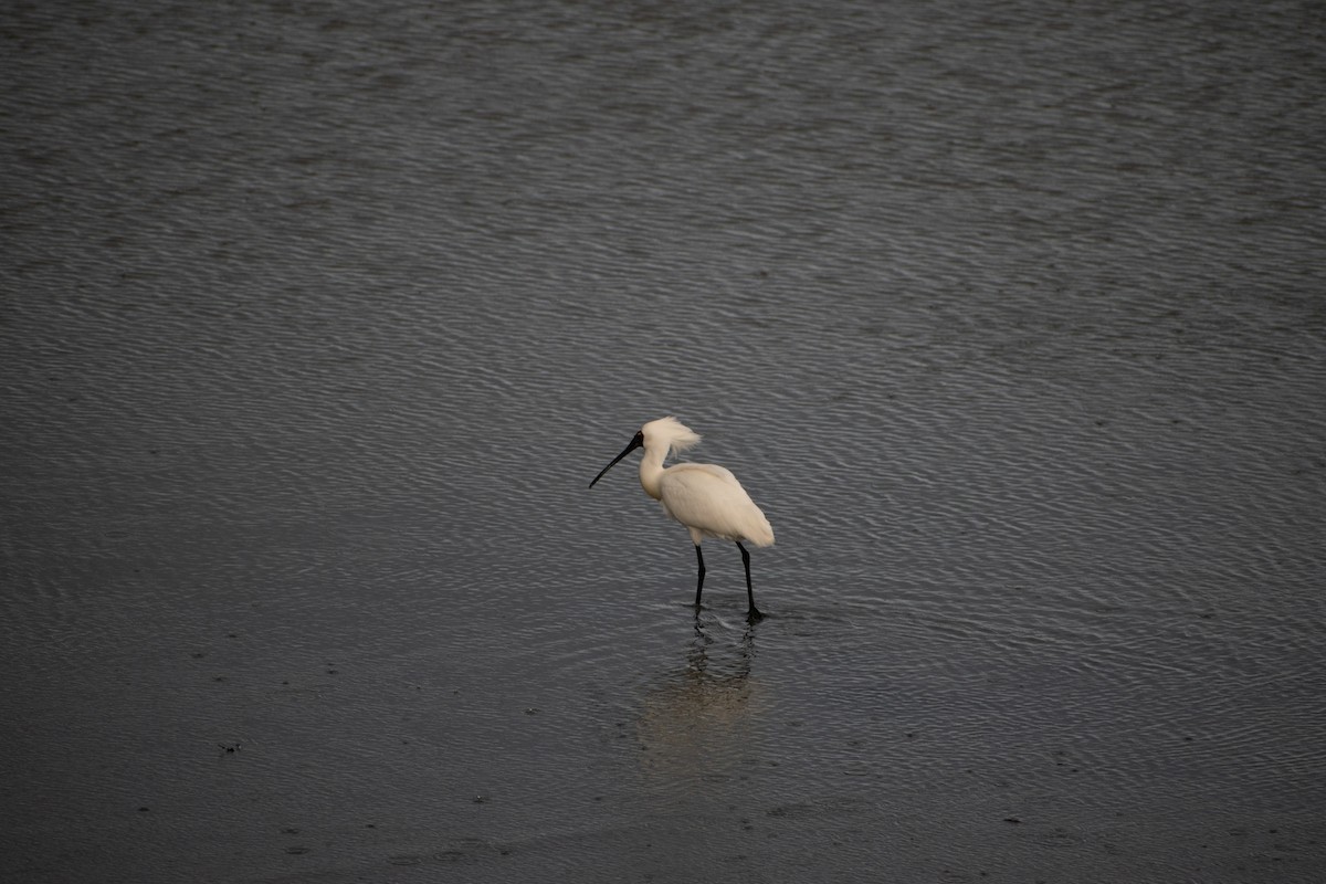 Royal Spoonbill - ML643871113