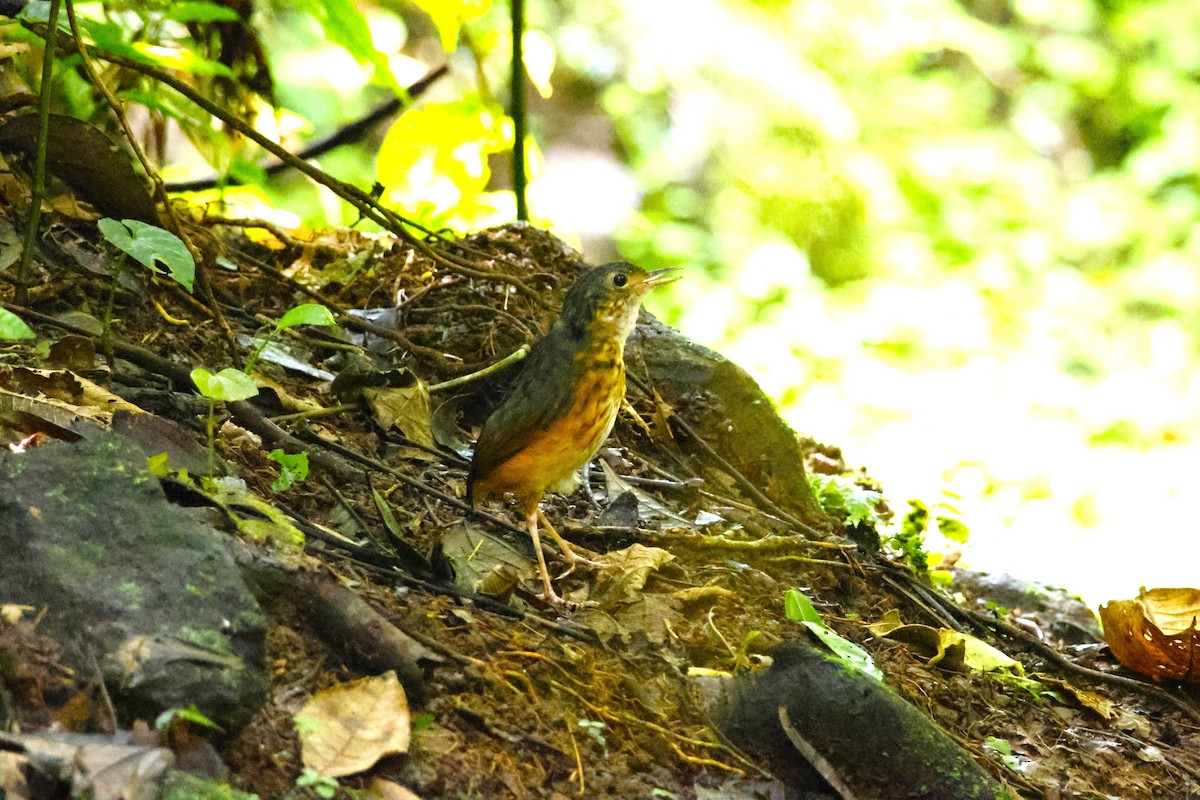 Thicket Antpitta - ML643871117