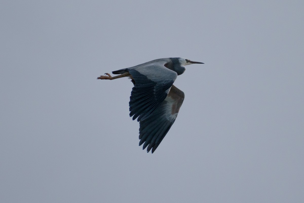 White-faced Heron - ML643871121