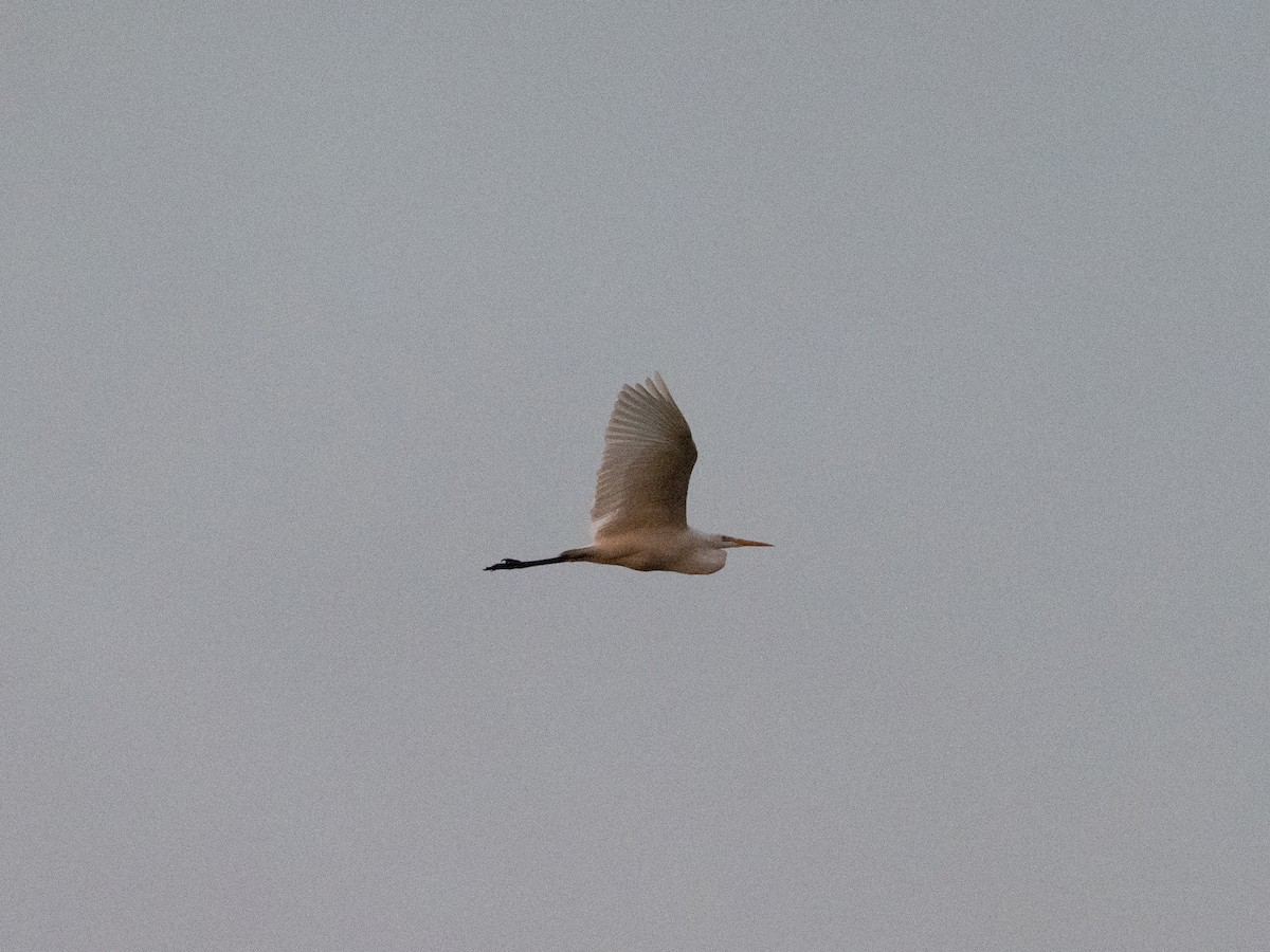 Great Egret - ML643871125