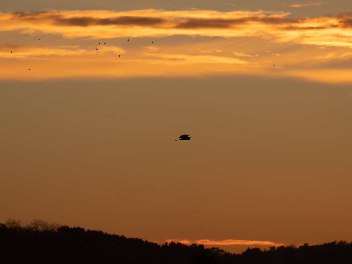 Great Egret - ML643871126