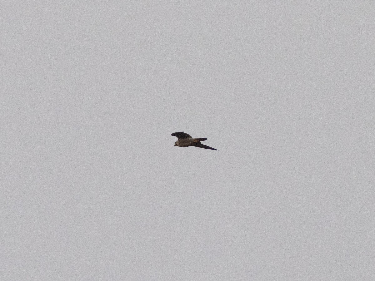 Peregrine Falcon - ML643871128