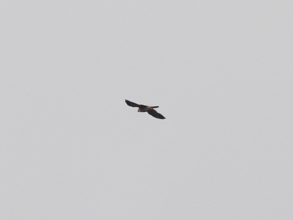 Peregrine Falcon - ML643871129