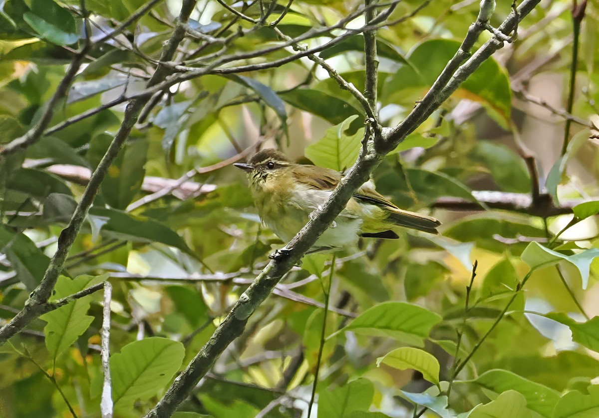 Sulawesi Leaf Warbler - ML643871130