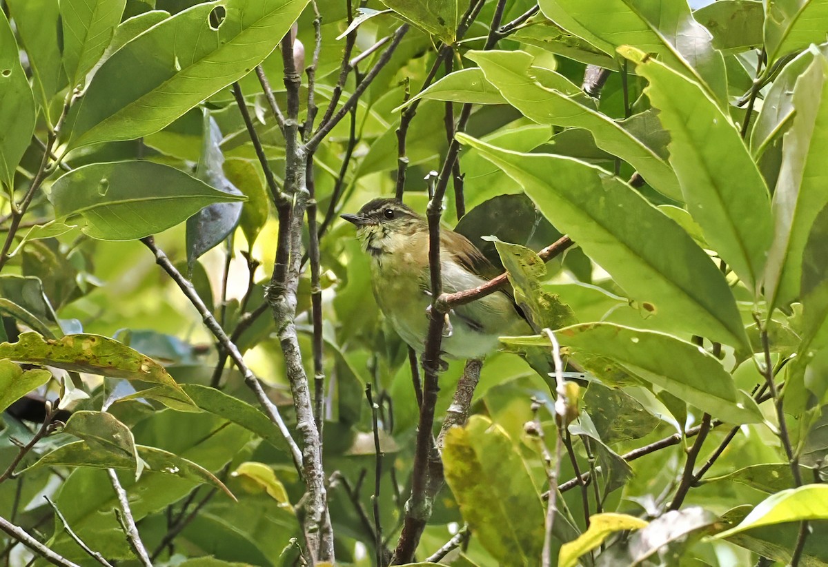 Sulawesi Leaf Warbler - ML643871131