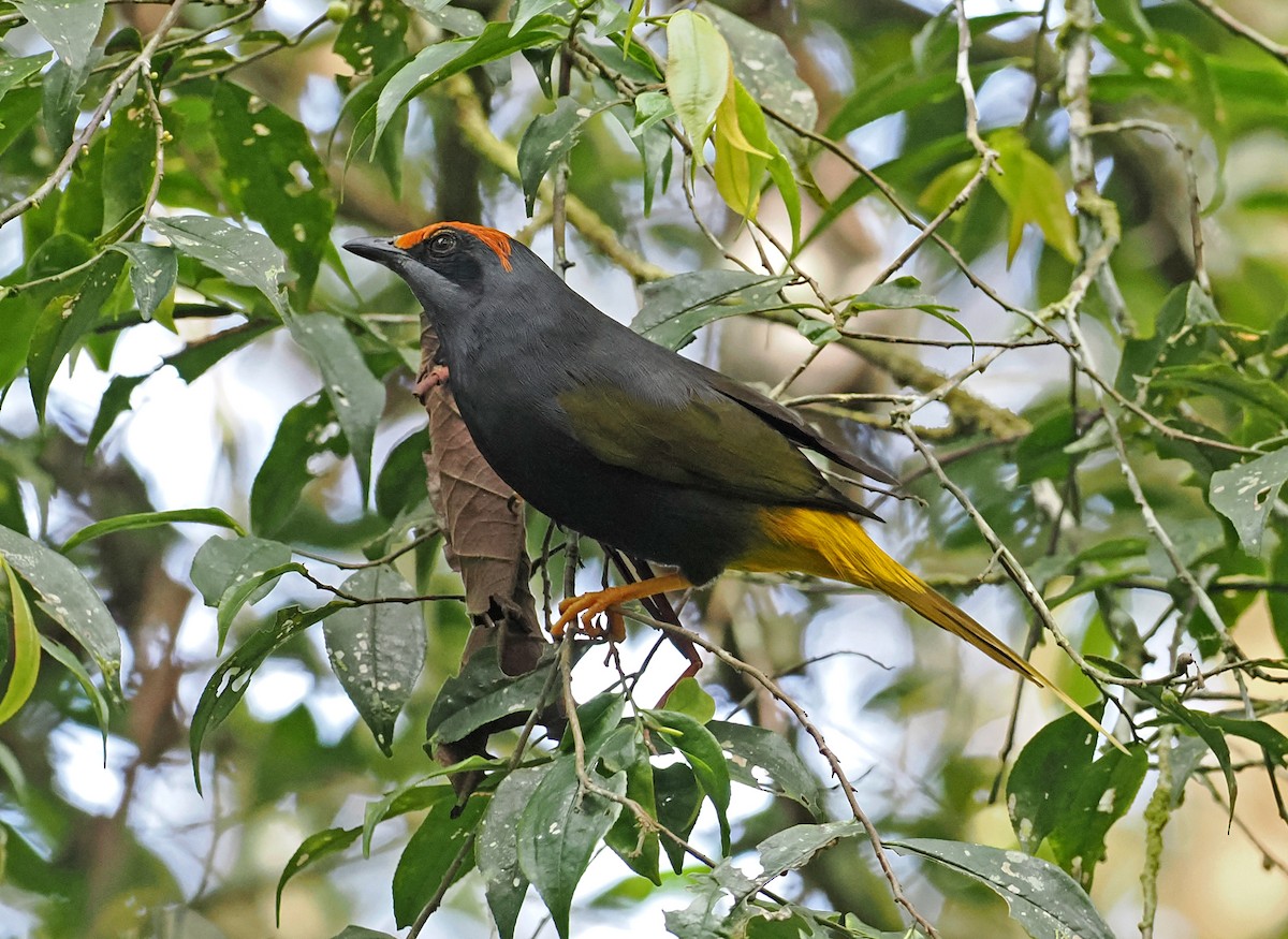 アカマユムクドリ - ML643871134