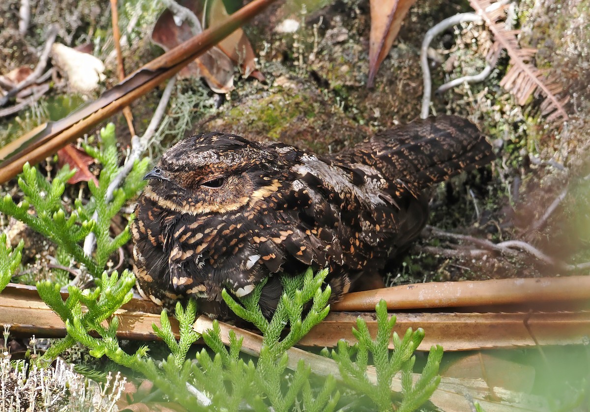 Diabolical Nightjar - ML643871141