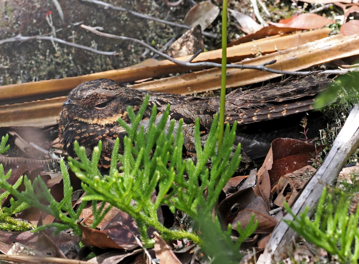Diabolical Nightjar - ML643871142