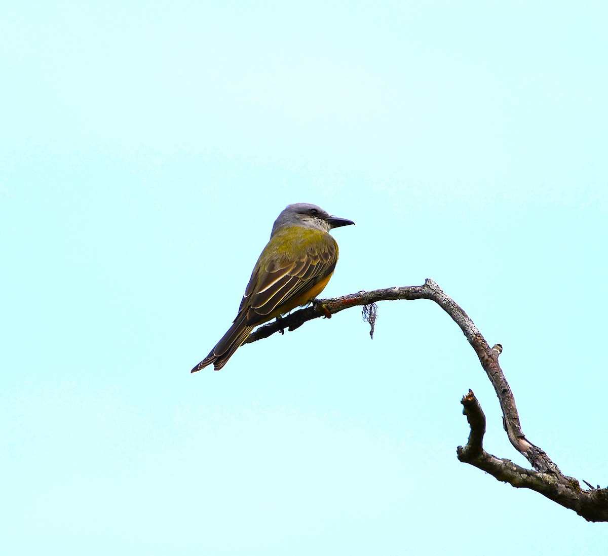 Tropical Kingbird - ML643871143