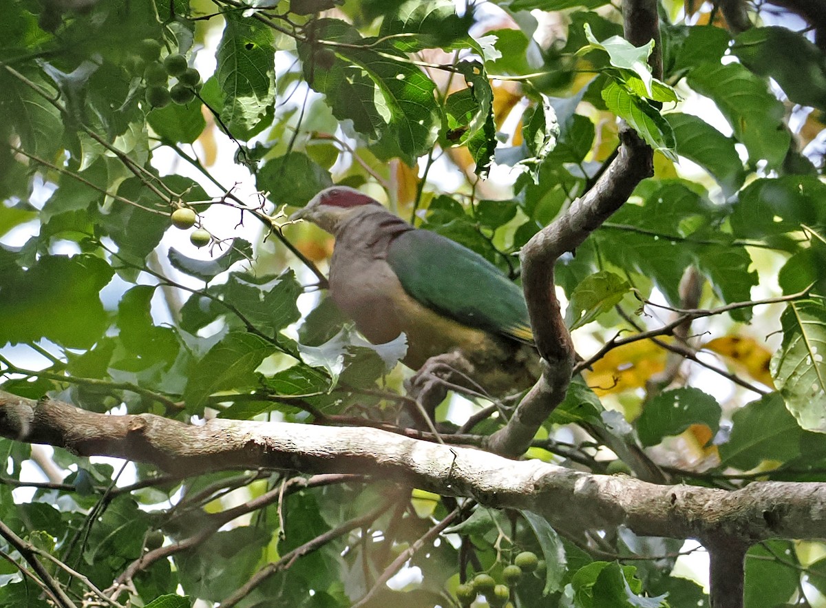 Red-eared Fruit-Dove (Red-eared) - ML643871144