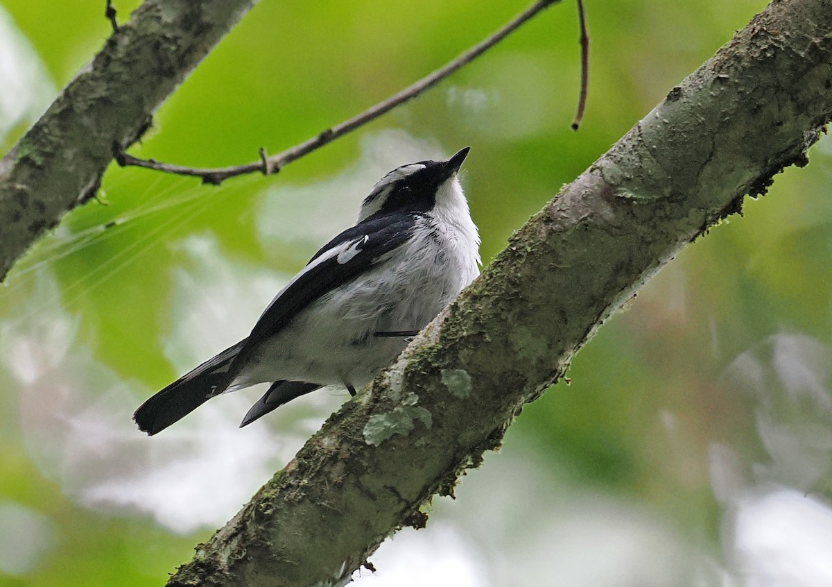 Little Pied Flycatcher - ML643871150