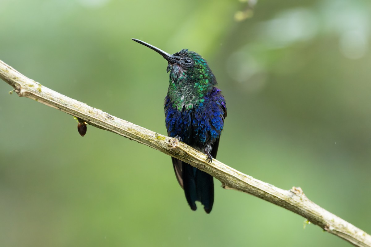 Crowned Woodnymph - ML643871151