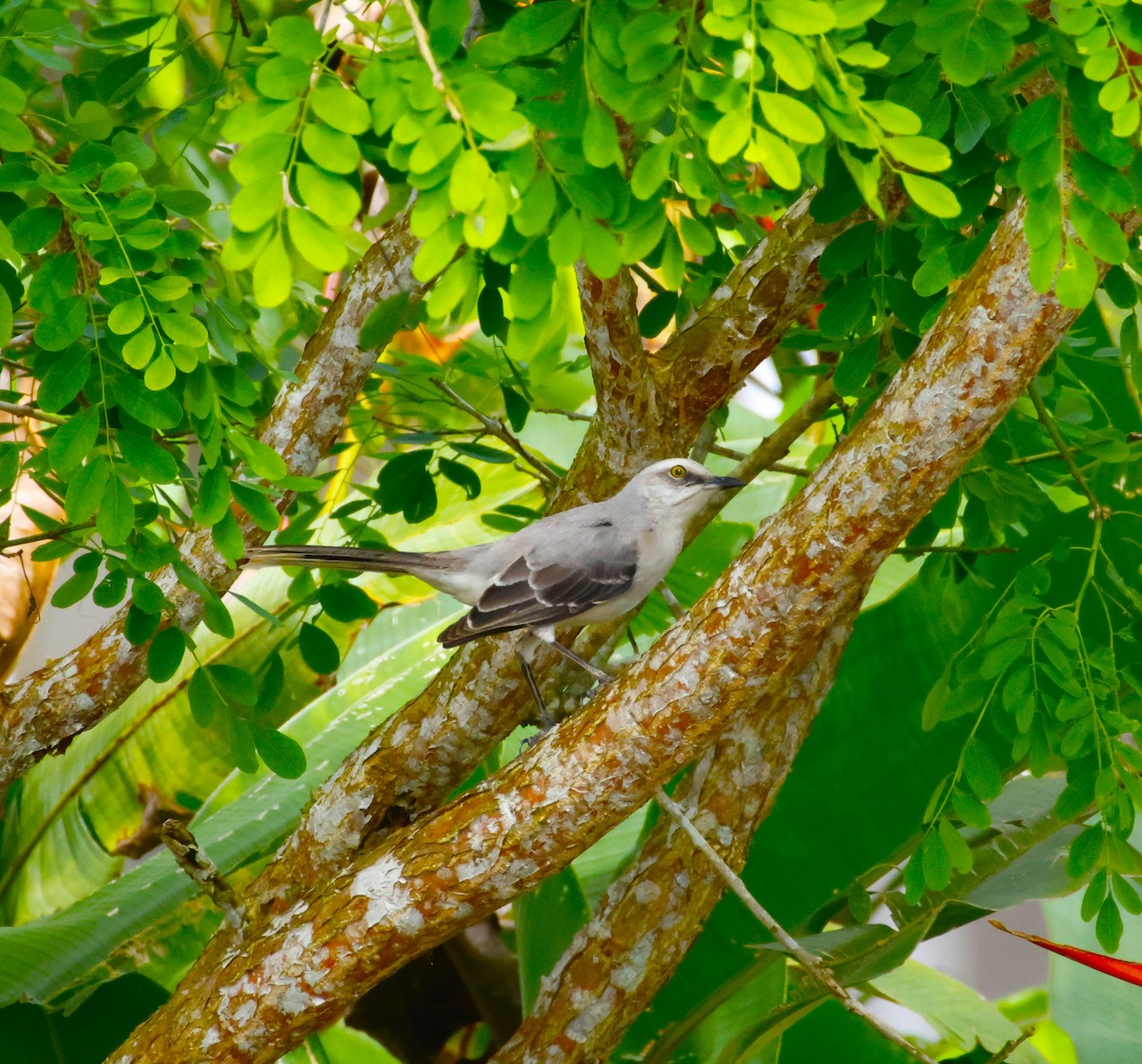 Tropical Mockingbird - ML643871160