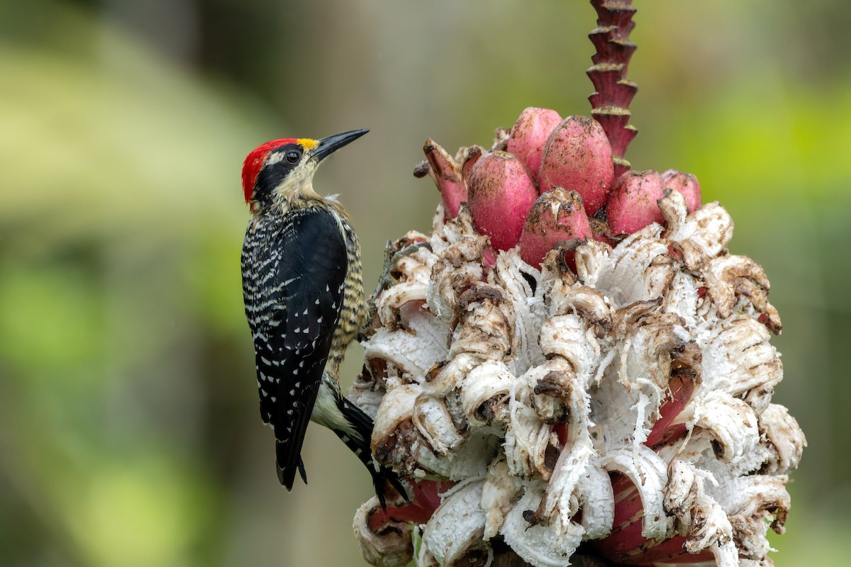 Black-cheeked Woodpecker - ML643871165
