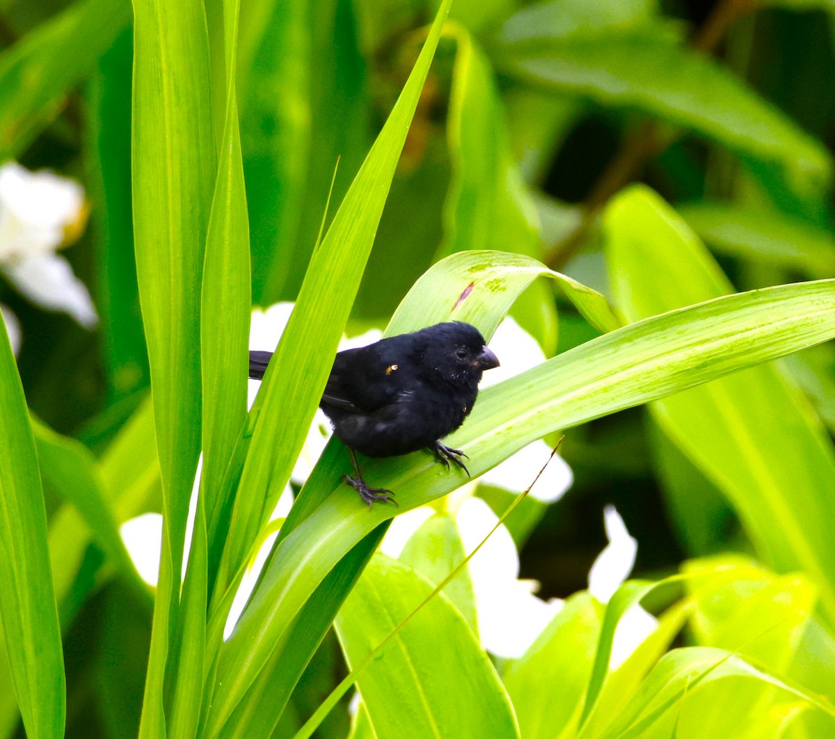 Variable Seedeater - ML643871181