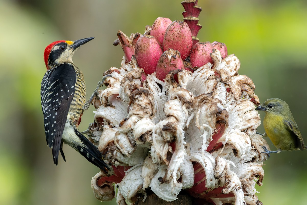 Black-cheeked Woodpecker - ML643871183