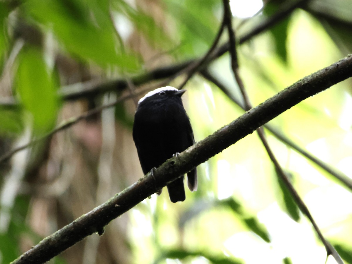 White-crowned Manakin - ML643871190