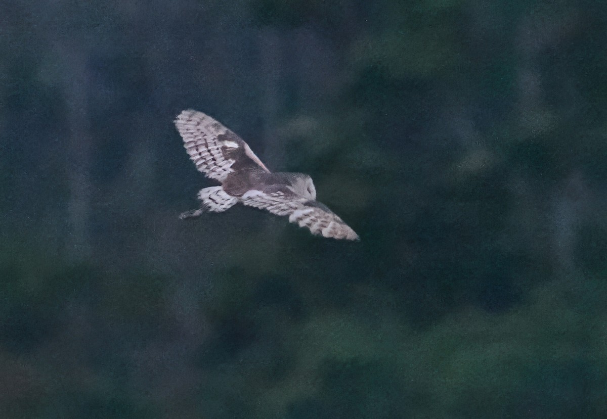 Lechuza Patilarga - ML643871197