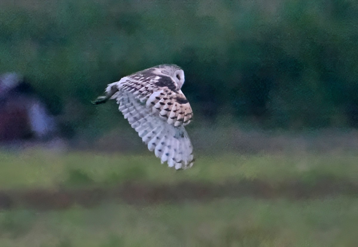 Lechuza Patilarga - ML643871198