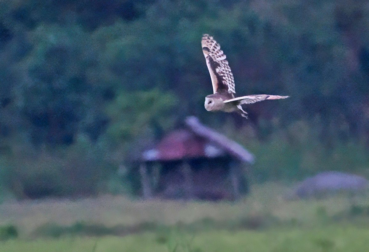 Lechuza Patilarga - ML643871199