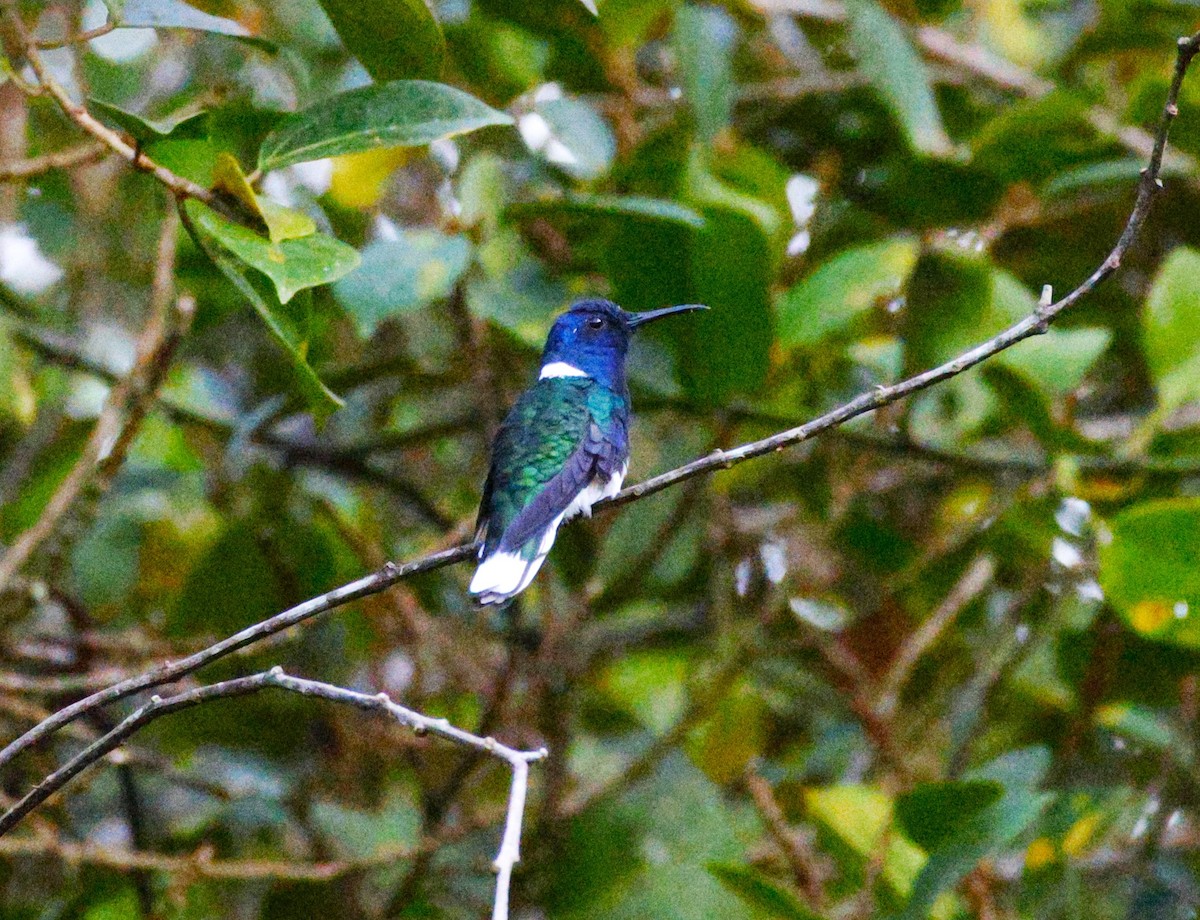 White-necked Jacobin - ML643871204