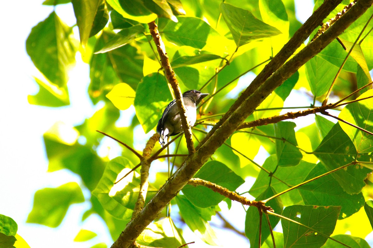 White-winged Becard - ML643871213