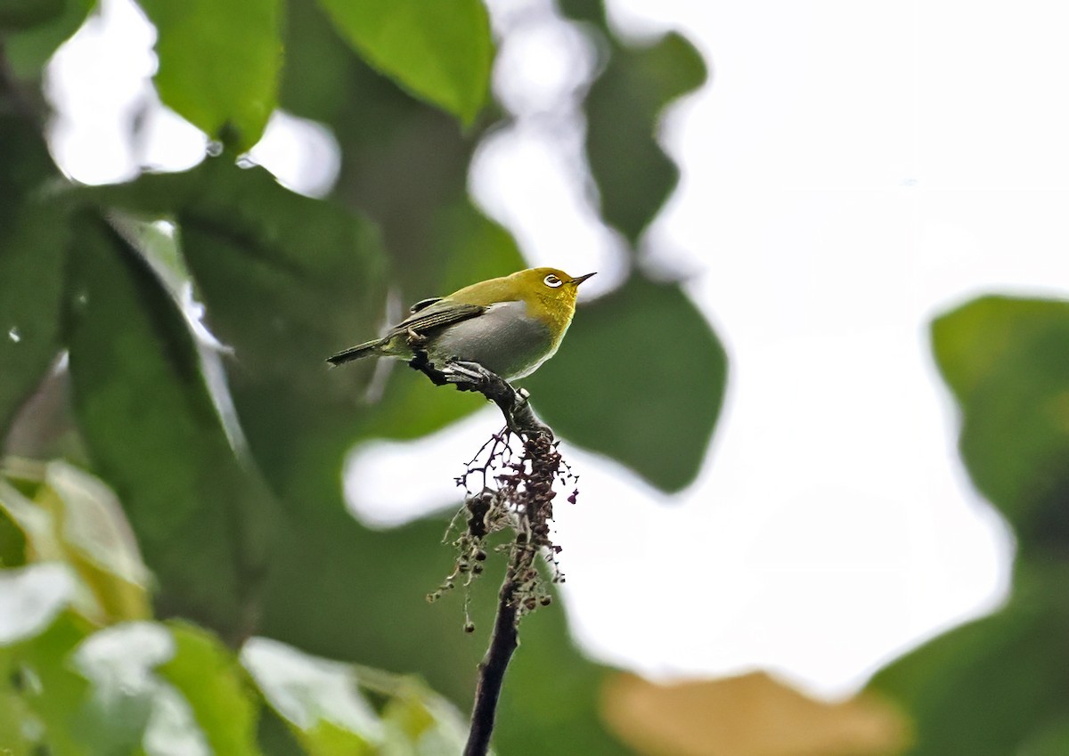 Warbling White-eye - ML643871215