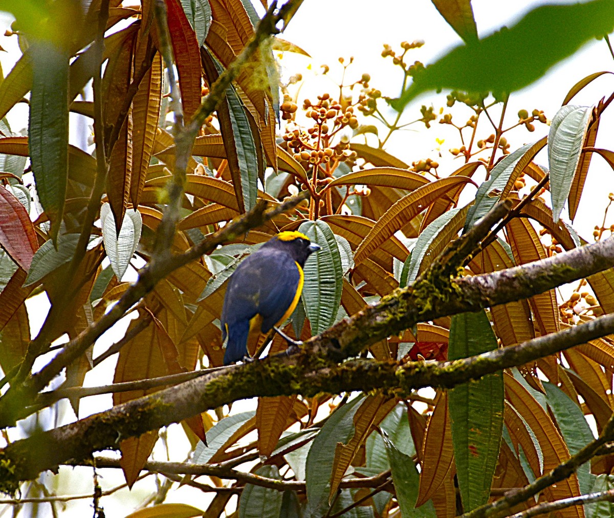 Yellow-crowned Euphonia - ML643871234