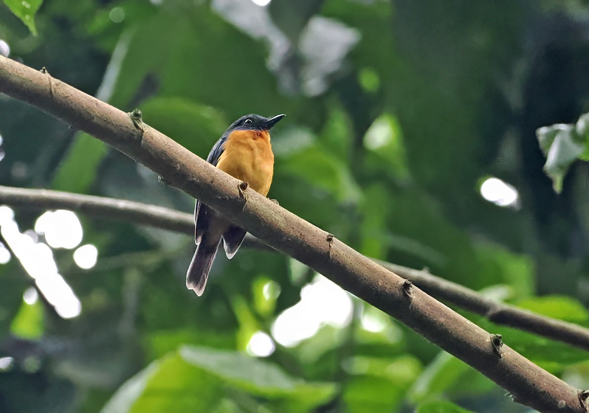 Sulawesi Blue Flycatcher (Sulawesi) - ML643871237