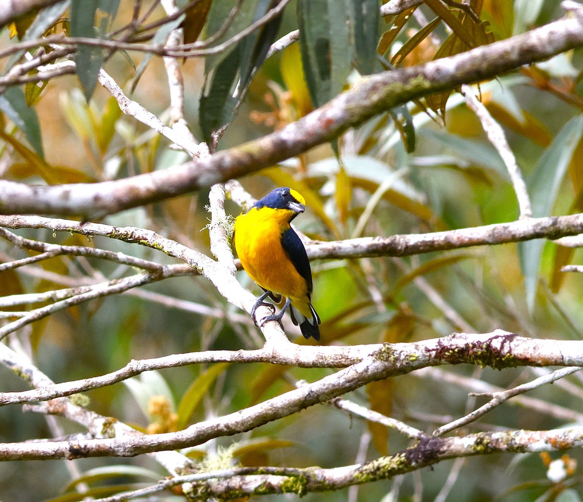 Yellow-throated Euphonia - ML643871243