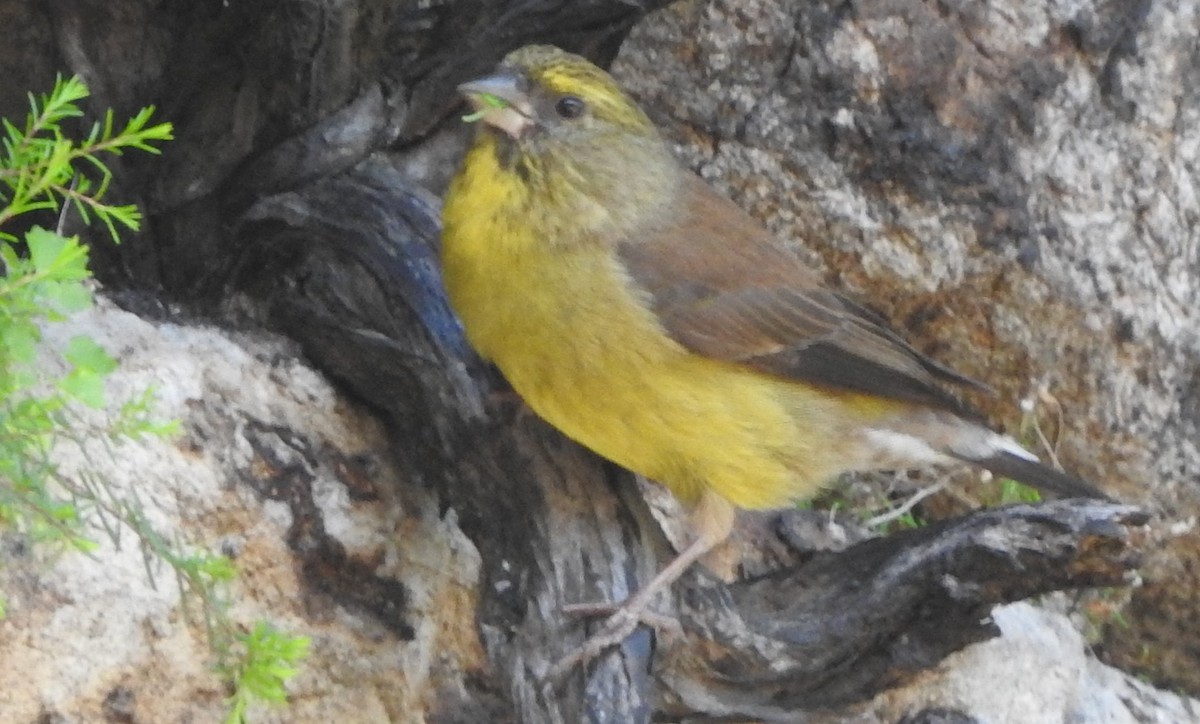 Cape Siskin - ML643871244