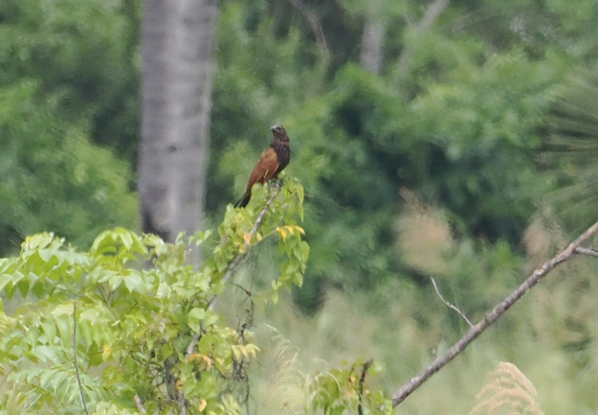 bengalsporegjøk - ML643871247