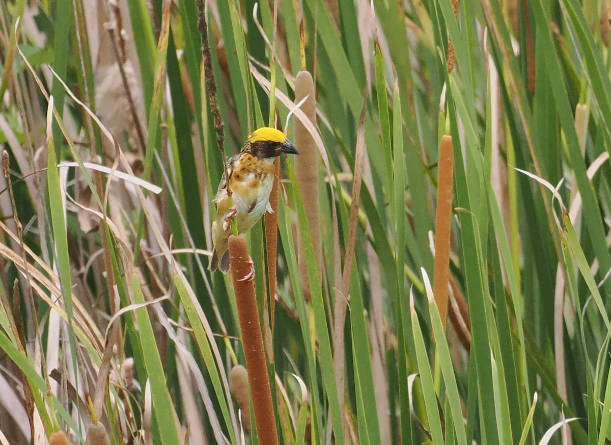 Streaked Weaver - ML643871250