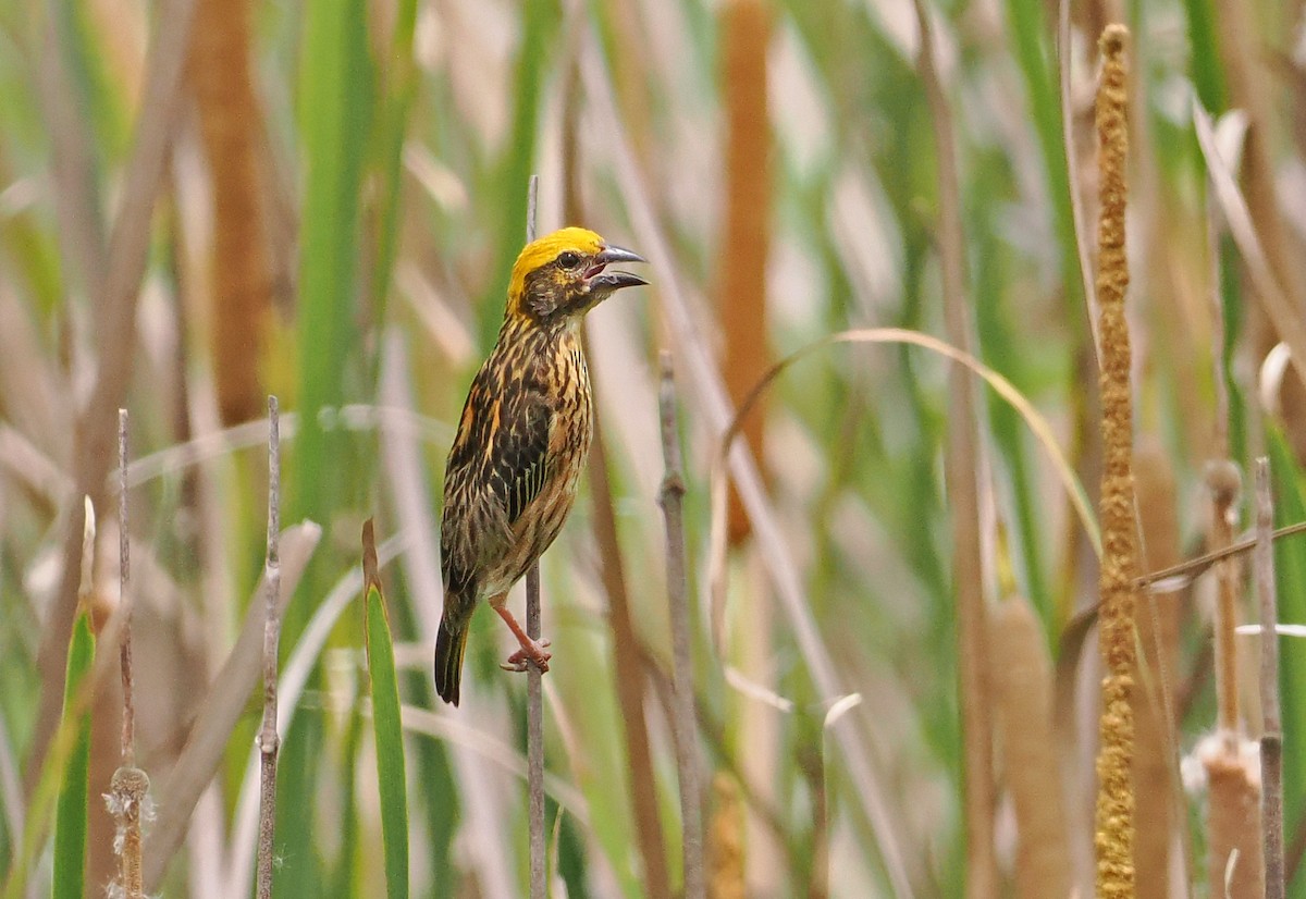 Streaked Weaver - ML643871251