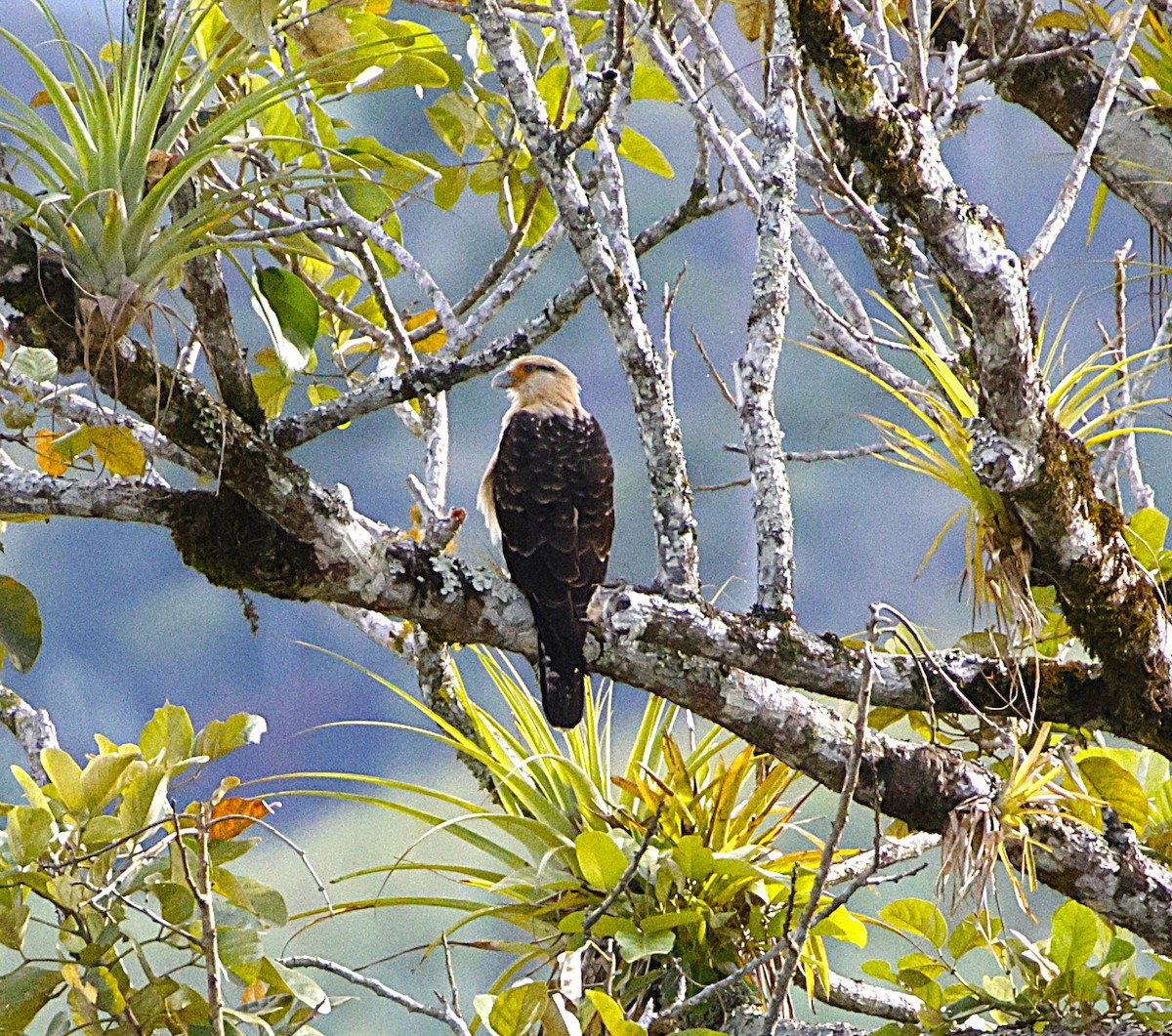 Yellow-headed Caracara - ML643871256