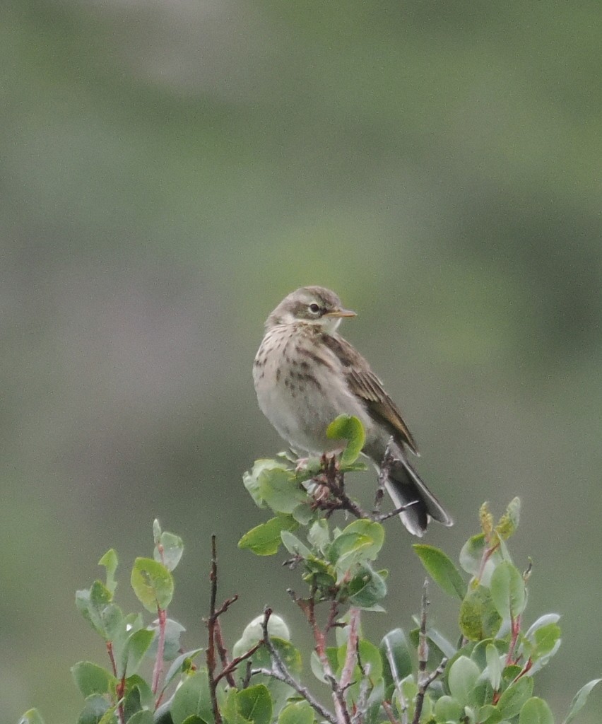 Rosy Pipit - ML643871276